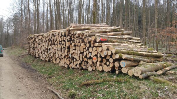 Stammholz - Esche – Bild 3